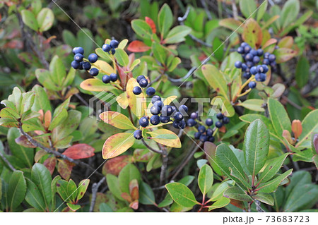 シャリンバイ シャリンバイ 73683723