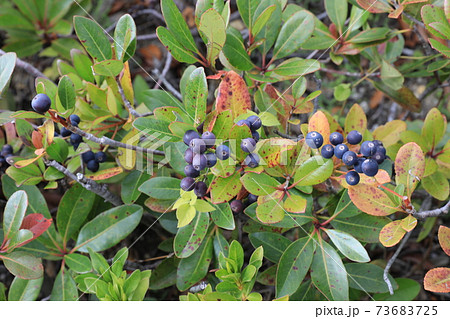 シャリンバイ 73683725