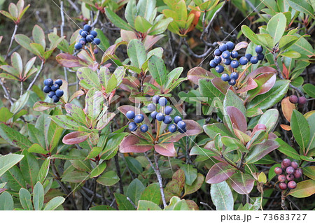 シャリンバイ 73683727