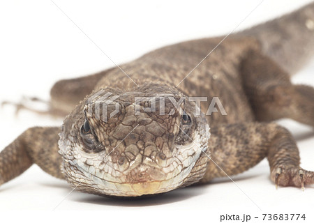 ヨウガントカゲ ヨウガントカゲ 73683774