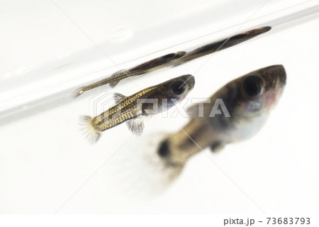 白背景のブラックメタルレースのグッピーの稚魚 白背景のブラックメタルレースのグッピーの稚魚 73683793