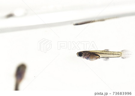 白背景のブラックメタルレースのグッピーの稚魚	 73683996