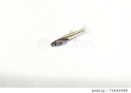 白背景のブラックメタルレースのグッピーの稚魚	 73683999