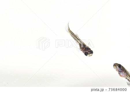 白背景のブラックメタルレースのグッピーの稚魚 白背景のブラックメタルレースのグッピーの稚魚 73684000