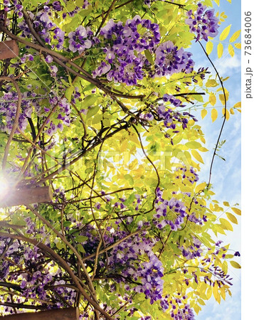 頭上の藤の花と青空 73684006