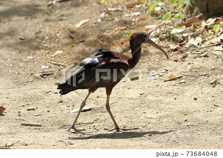 オーストラリアの鳥達　ブロンズトキ　　 73684048