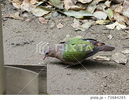 オーストラリアの鳥達 キンバト オーストラリアの鳥達 キンバト 73684265