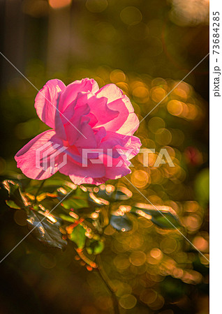 斜陽を受けて輝くバラの花、10月31日、日本 73684285