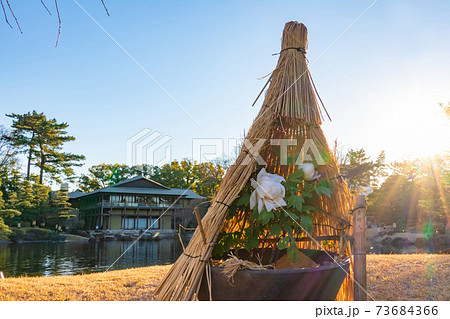 徳川園、わら囲いの冬牡丹〈愛知県名古屋市〉 73684366