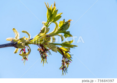 Spring branches with fresh green leaves on a background of blue sky. 73684397