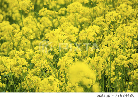 満開の菜の花畑 73684436