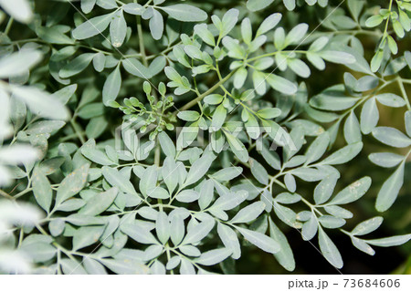Leaves of the medicinal plant Ruta graveolens with unfocused background Leaves of the medicinal plant Ruta graveolens with unfocused background 73684606