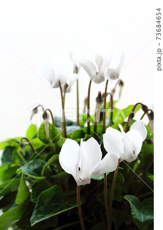 美しきシクラメンとトロリウス　その2101　　：　　花と植物が織りなす色紙　その2101 73684654