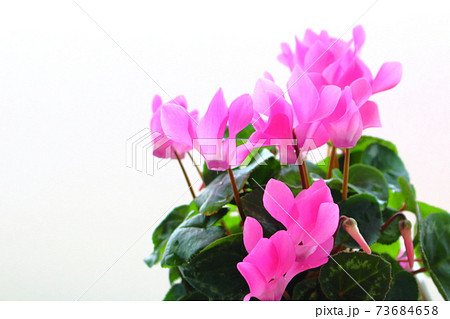 美しきシクラメンとトロリウス その2101 : 花と植物が織りなす色紙 その2101 美しきシクラメンとトロリウス その2101 : 花と植物が織りなす色紙 その2101 73684658
