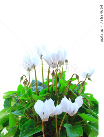 美しきシクラメンとトロリウス その2101 : 花と植物が織りなす色紙 その2101 美しきシクラメンとトロリウス その2101 : 花と植物が織りなす色紙 その2101 73684664