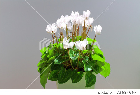 美しきシクラメンとトロリウス その2101 : 花と植物が織りなす色紙 その2101 美しきシクラメンとトロリウス その2101 : 花と植物が織りなす色紙 その2101 73684667