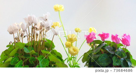 美しきシクラメンとトロリウス　その2101　　：　　花と植物が織りなす色紙　その2101 73684686