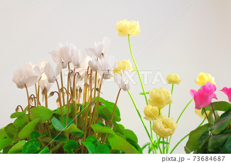 美しきシクラメンとトロリウス　その2101　　：　　花と植物が織りなす色紙　その2101 73684687