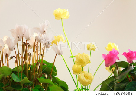 美しきシクラメンとトロリウス　その2101　　：　　花と植物が織りなす色紙　その2101 73684688