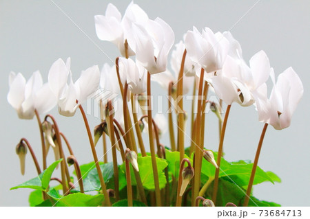 美しきシクラメンとトロリウス　その2101　　：　　花と植物が織りなす色紙　その2101 73684713