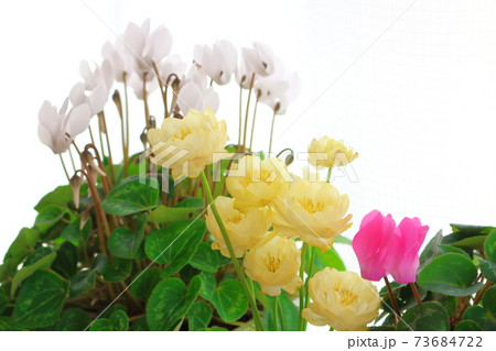 美しきシクラメンとトロリウス その2101 : 花と植物が織りなす色紙 その2101 美しきシクラメンとトロリウス その2101 : 花と植物が織りなす色紙 その2101 73684722
