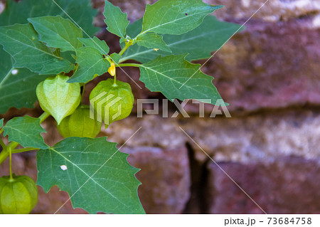 Cardiospermum halicacabum plant Chinese lantern creeper with bricks background Cardiospermum halicacabum plant Chinese lantern creeper with bricks background 73684758