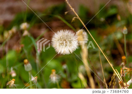 dandelion grass with rustic bricks background 73684760