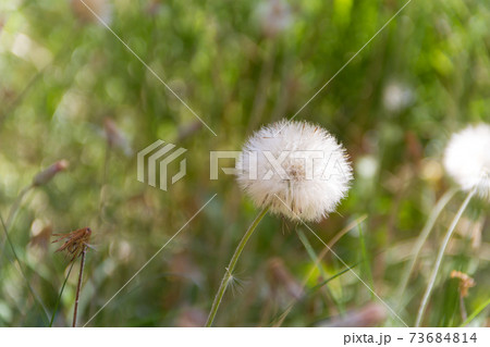 dandelion herbs with defocused background in spring dandelion herbs with defocused background in spring 73684814