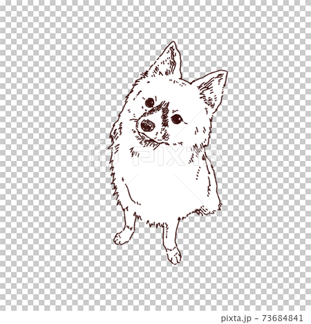 博美犬和巴比龍狗 博美犬和巴比龍狗 73684841