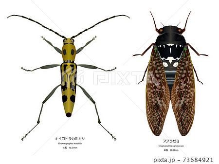 キイロトラカミキリとアブラゼミのイラスト素材