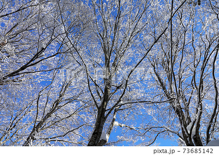 ブナの梢の美しい着雪－癒しの森　福島県只見町 73685142