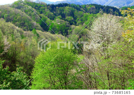 美しき桜の花 その2101 : 花と植物が織りなす色紙 その2101 美しき桜の花 その2101 : 花と植物が織りなす色紙 その2101 73685165