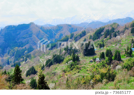 美しき桜の花 その2101 :  花と植物が織りなす色紙 その2101 美しき桜の花 その2101 :  花と植物が織りなす色紙 その2101 73685177