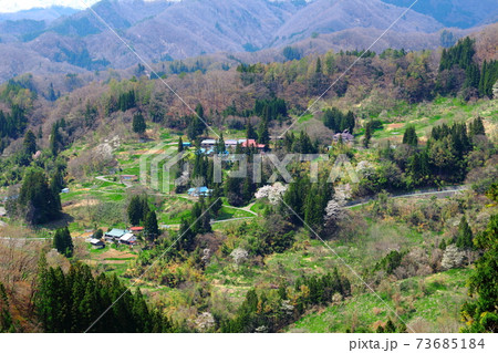 美しき桜の花 その2101 :  花と植物が織りなす色紙 その2101 美しき桜の花 その2101 :  花と植物が織りなす色紙 その2101 73685184