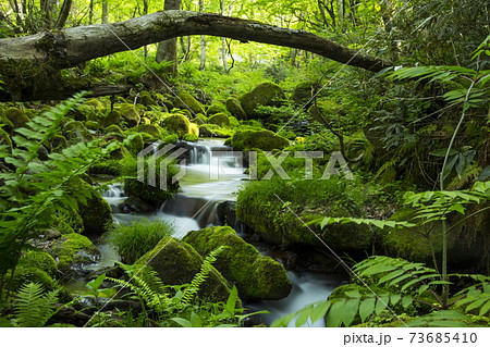 木谷沢渓流の春 木谷沢渓流の春 73685410