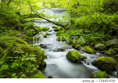 木谷沢渓流の春 73685439