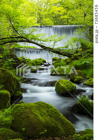 木谷沢渓流の春 73685459