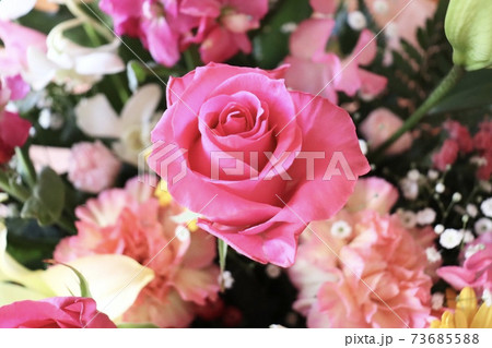 花束のピンクの薔薇 花束のピンクの薔薇 73685588