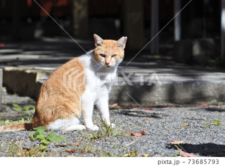 明るい日差しの中で地面に座っている茶白の猫。正面向き、の写真素材