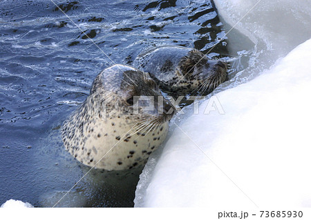 ゴマフアザラシ アザラシ 海豹 流氷 ゴマフアザラシ アザラシ 海豹 流氷 73685930