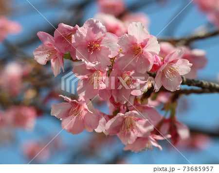 青空と河津桜 73685957