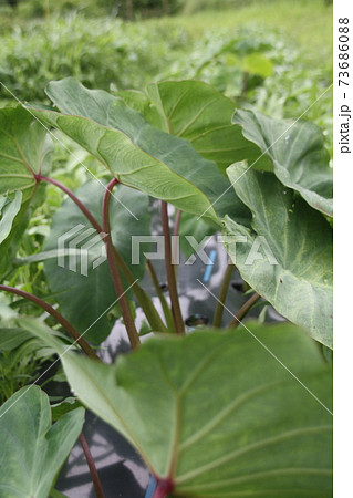 夏の畑 サトイモの大きな葉 赤芽大吉 の写真素材