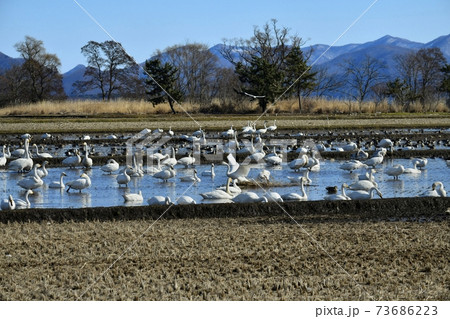 猪苗代湖畔の田圃に群れる白鳥と鴨 73686223