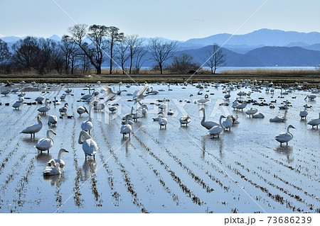 猪苗代湖畔の田圃に群れる白鳥と鴨 73686239