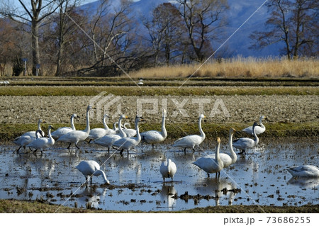 猪苗代湖畔の田圃に群れる白鳥と鴨 73686255