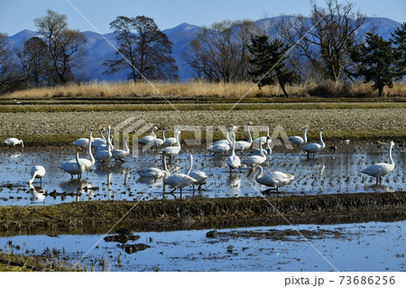 猪苗代湖畔の田圃に群れる白鳥と鴨 猪苗代湖畔の田圃に群れる白鳥と鴨 73686256