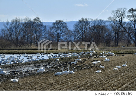 猪苗代湖畔の田圃に群れる白鳥と鴨に布引山風車群 73686260