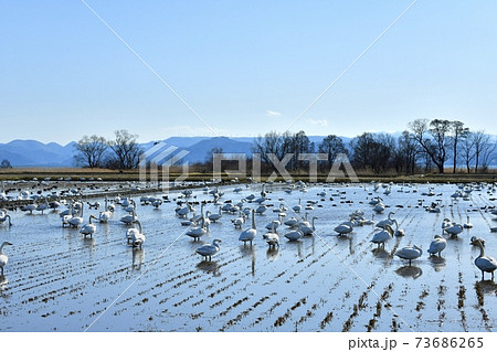猪苗代湖畔の田圃に群れる白鳥と鴨に布引山風車群 73686265