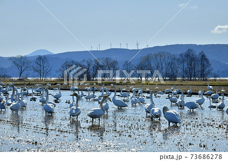 猪苗代湖畔の田圃に群れる白鳥と鴨に会津若松ウィンドファーム 73686278