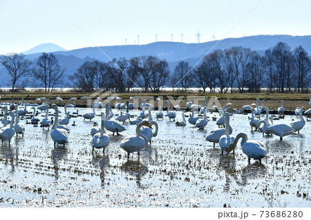 猪苗代湖畔の田圃に群れる白鳥と鴨に会津若松ウィンドファーム 73686280